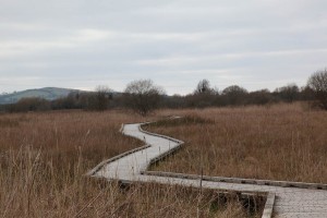 Boardwalk at Pollardstown Fen