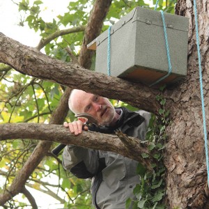 Erecting a Kestrel Nest Box