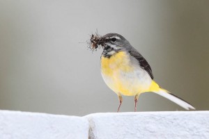 Grey Wagtail at Digby Bridge