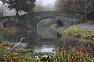 Heron at Tandy's Bridge