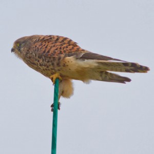 Kestrel