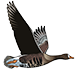 bottom logo