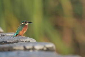 Kingfisher at Digby Bridge