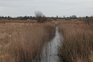 Pollardstown Fen