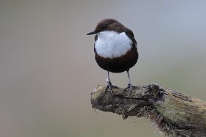 Dipper