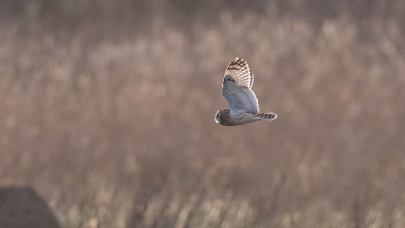 Short eared owl