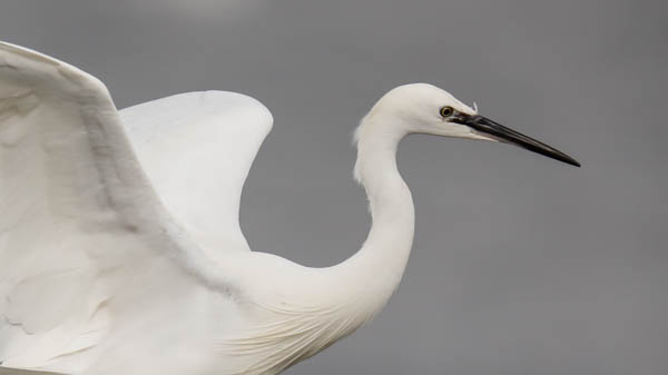 Little Egret