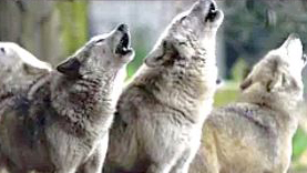 Wolves howling