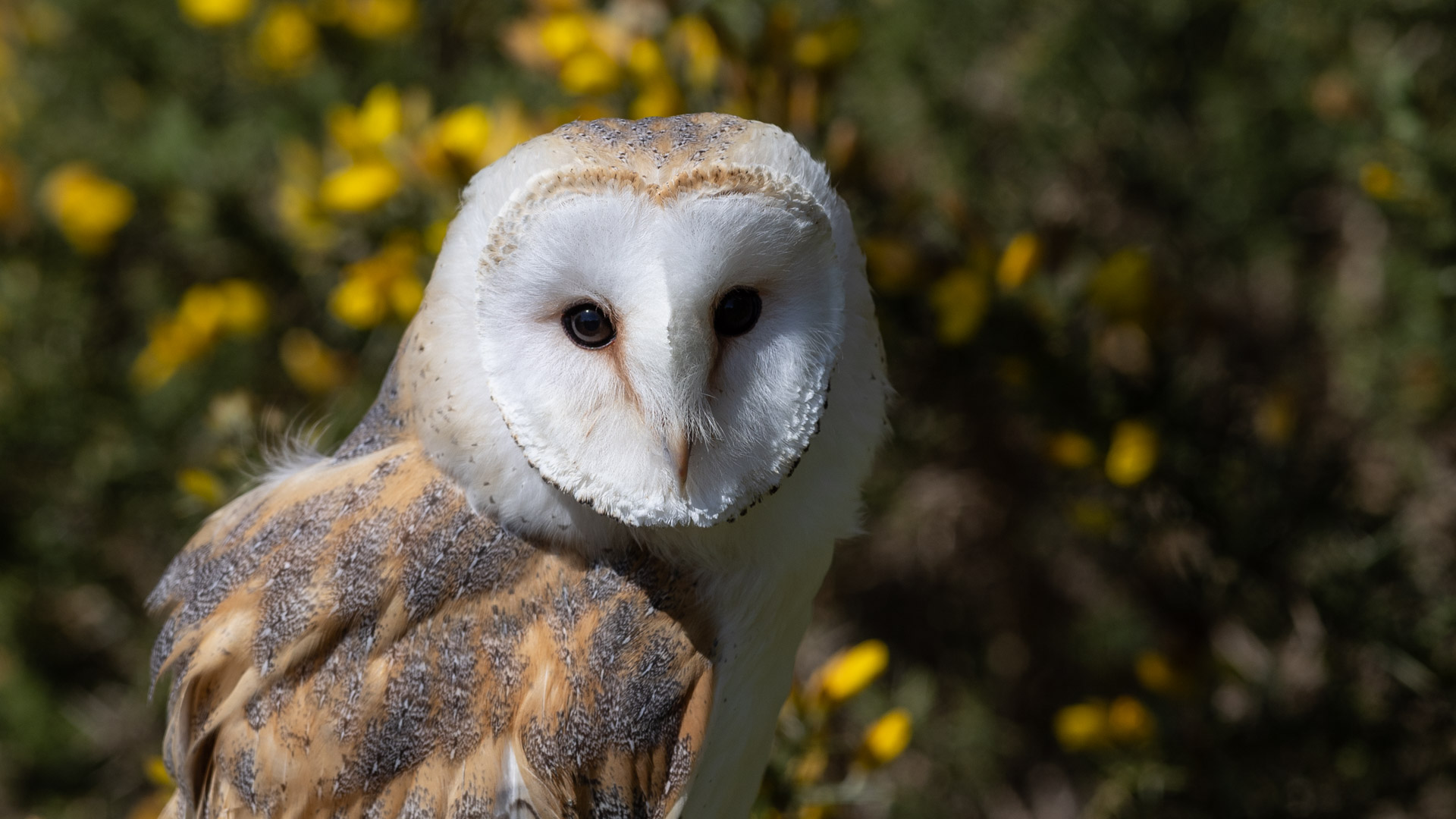 Barn Owl