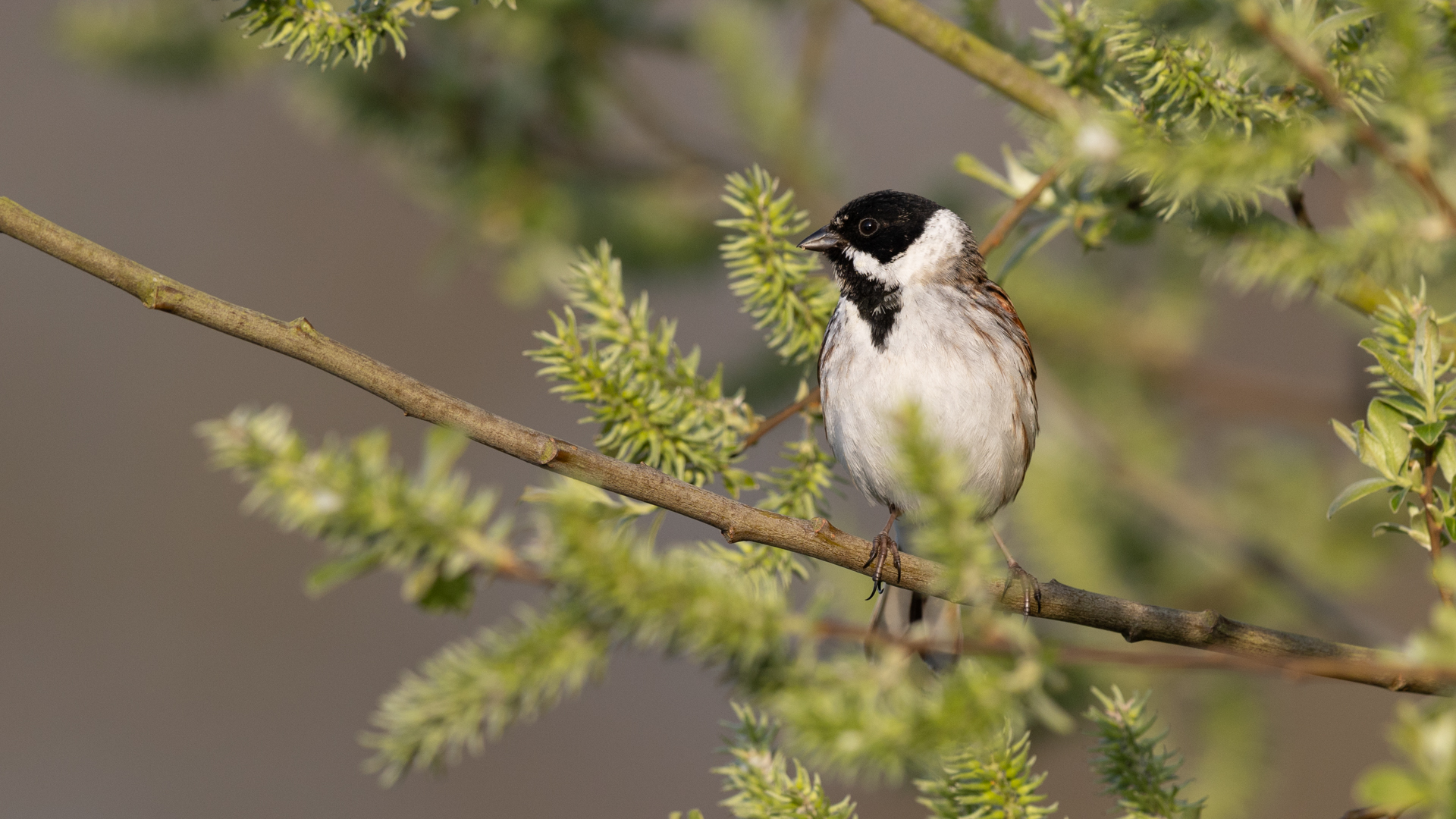 Photograph of a Reed Bunting perched on a branch.