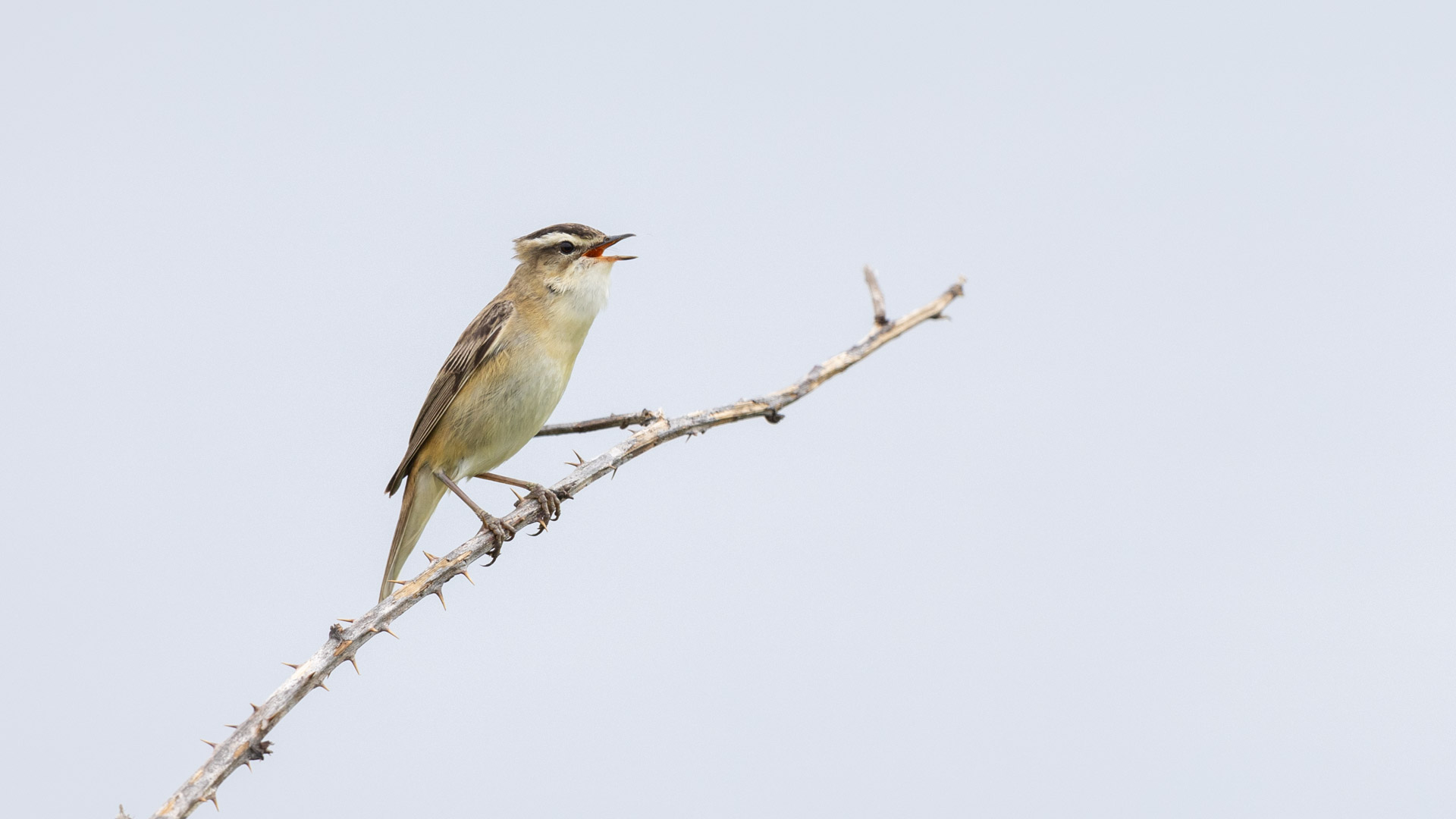 Sedge Warbler singing