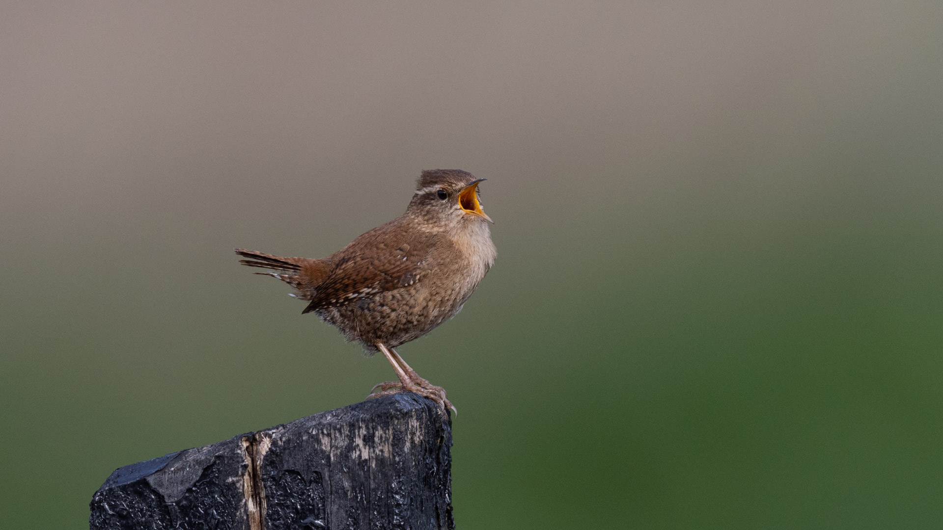 Wren singing